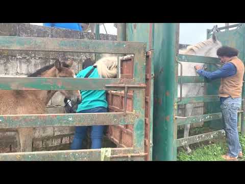 Yeguas PSL: ecografías