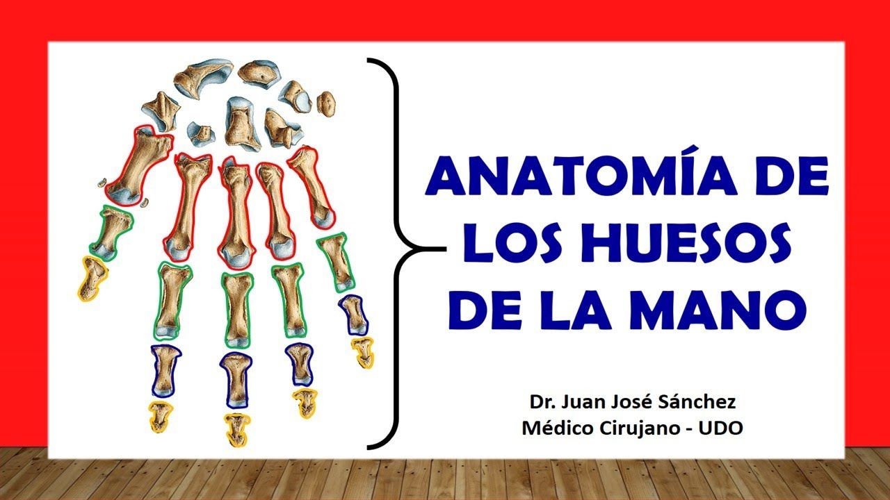 🥇 HUESOS DE LA MANO - (Carpo, Metacarpo y Falanges). Fácil y Sencillo