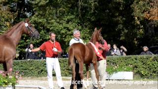 preview picture of video 'Siegerfohlen Beretta von Sir Donnerhall I (Fohlenchampionat Stadl Paura 2012'
