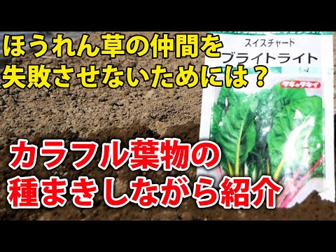 フダンソウ 植物