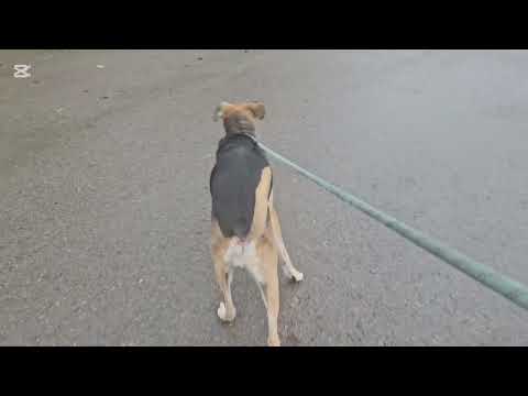 Primer intento de vblog 😅