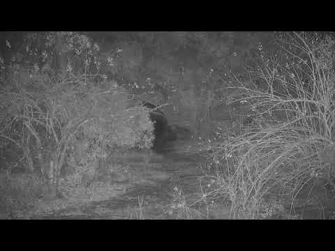 Djuma: Lone Hippo(not leg healing one) leaving the pan -  20:53 - 08/18/19