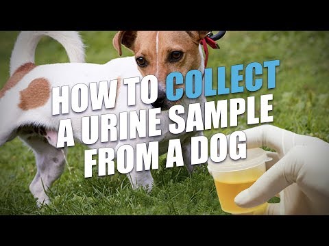 YouTube video about: How to get a urine sample from a female dog?