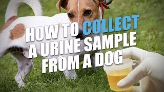 How To Collect A Urine Sample From A Dog