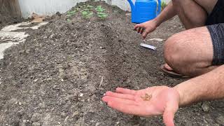 Planting Seeds Directly into Soil (Trench Method)