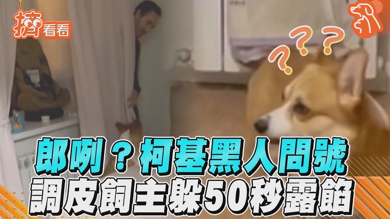 影音/郎咧?柯基黑人問號 調皮飼主躲50秒露餡