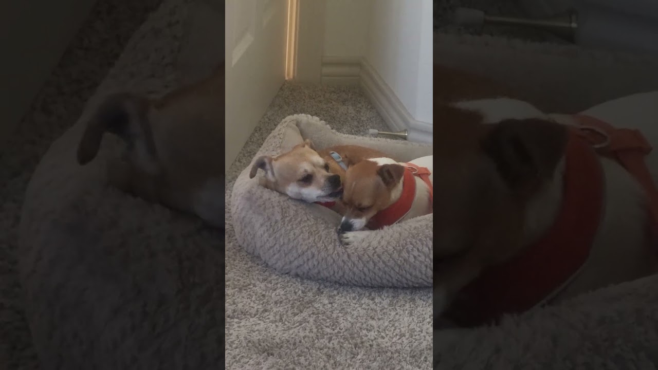 Enlarge Mocha & Mojo, a ADOPTABLE mixed breed in Boulder, CO video 2/6