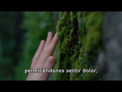 El sentido del tacto