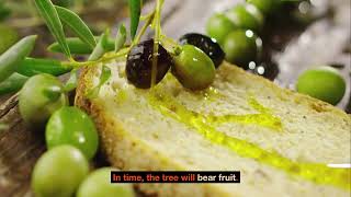 Why You Should Grow Olea Europaea The Olive Tree