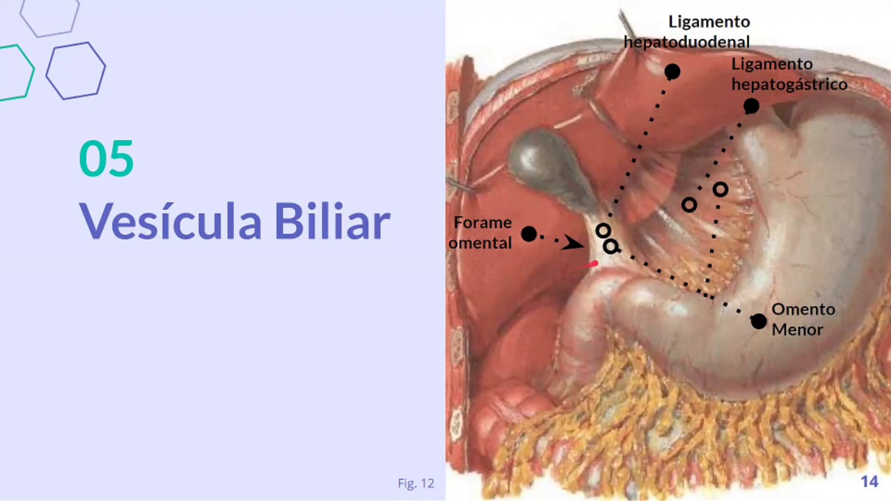 Drenagem Linfática do Fígado