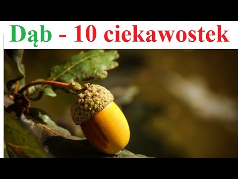 Oak - 10 interesting facts