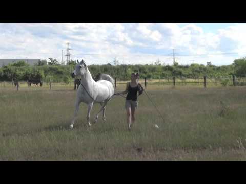 Arabian mare   Sea Shakira  Shabar X Sandra VI by Salaa El Dine