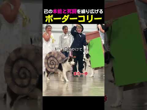 ボーダーコリーが「頭脳派」であるとわかる決定的な証拠映像