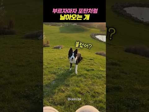 부르자마자 포탄처럼 날아오는 개