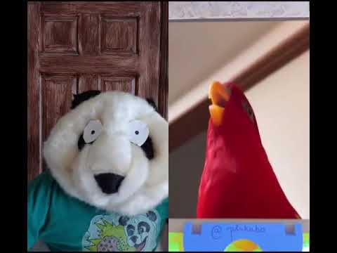 PANDA VS BIRD!! PLOT TWIST ON PANN PANN ?? TIKTOK VIDEO!  | JustinTalksPuppets
