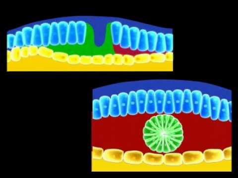 Embriologia - Gastrulação