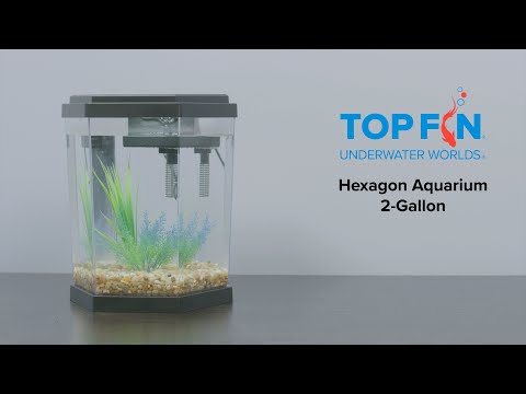 Top Fin Hexagon Fishtank 2 Gallon #Aquarium Setup | YouTube