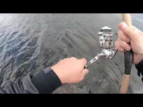 Joebaggs Freedom fish for the win