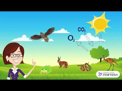 Matéria e Energia nos Ecossistemas -ft. Vanessa Cândida