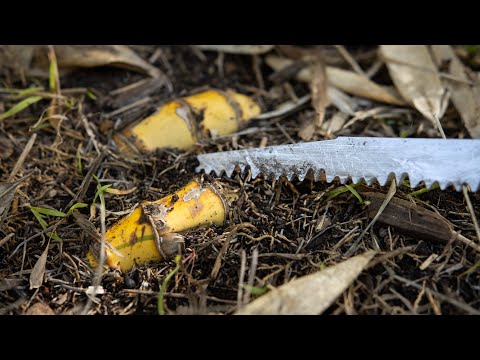 How to Dig Up and Plant Running Bamboo Rhizomes for Propagation