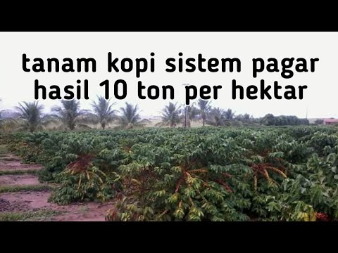 , title : 'tanam kopi sistem pagar hasil 10 ton per hektar'