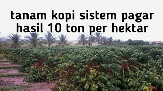 Download lagu tanam kopi sistem pagar hasil 10 ton per hektar mp3