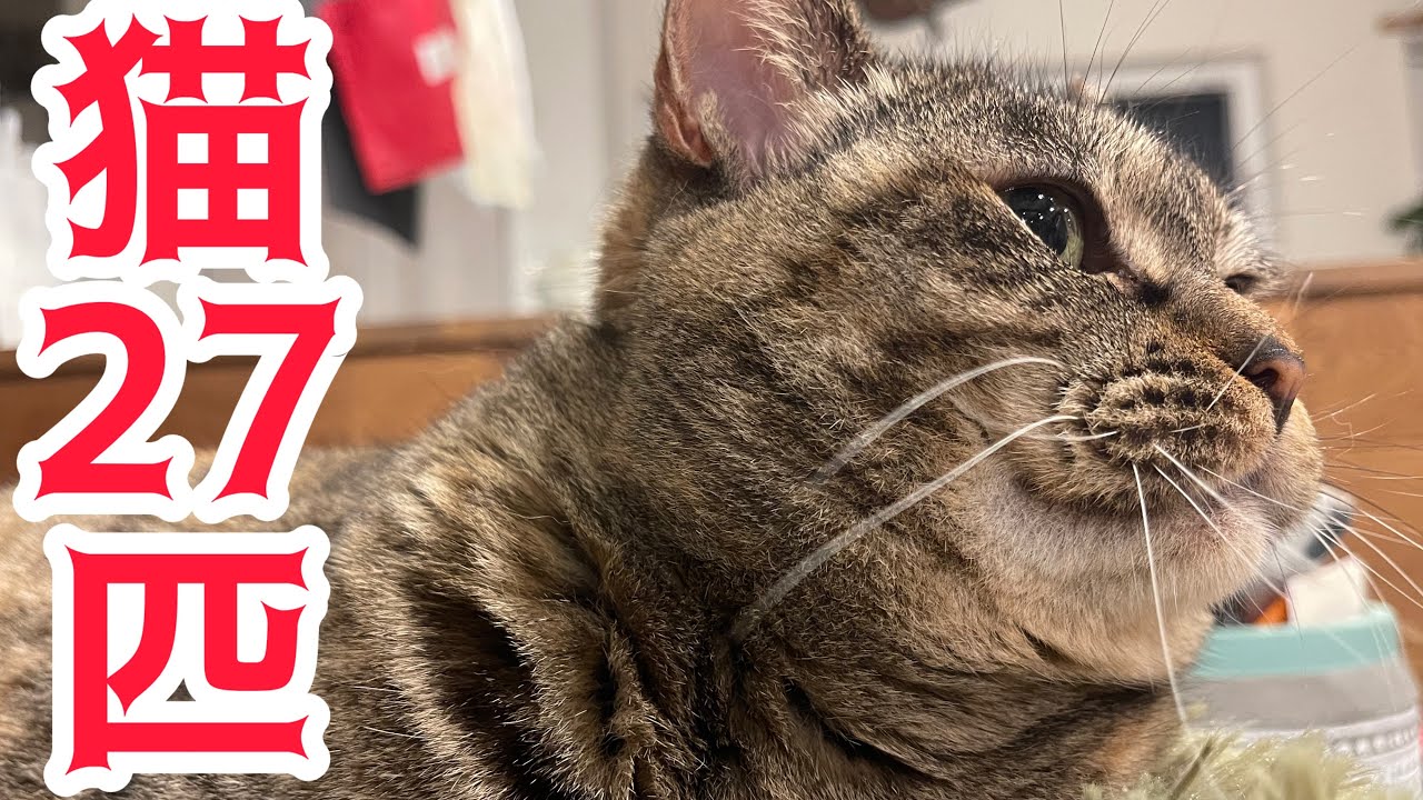 猫と居る生活は幸せ