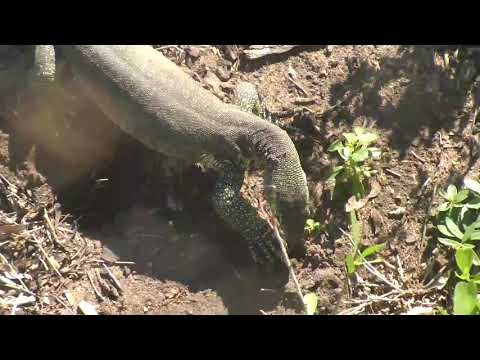 Djuma: Adult and juvenile Water Monitor Lizards out looking for breakfast - 07:32 - 01/05/19