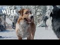 The Call of the Wild | Buck Meets The Team | 20th Century Studios
