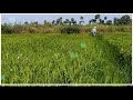 Rhythu Status Song Telugu Maharshi Padara Padaraa