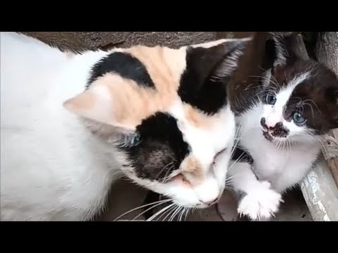 Cat and Kitten Video To keep Your Smiling..