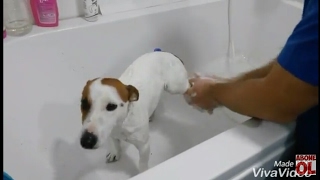 jack russell terrier yıkama