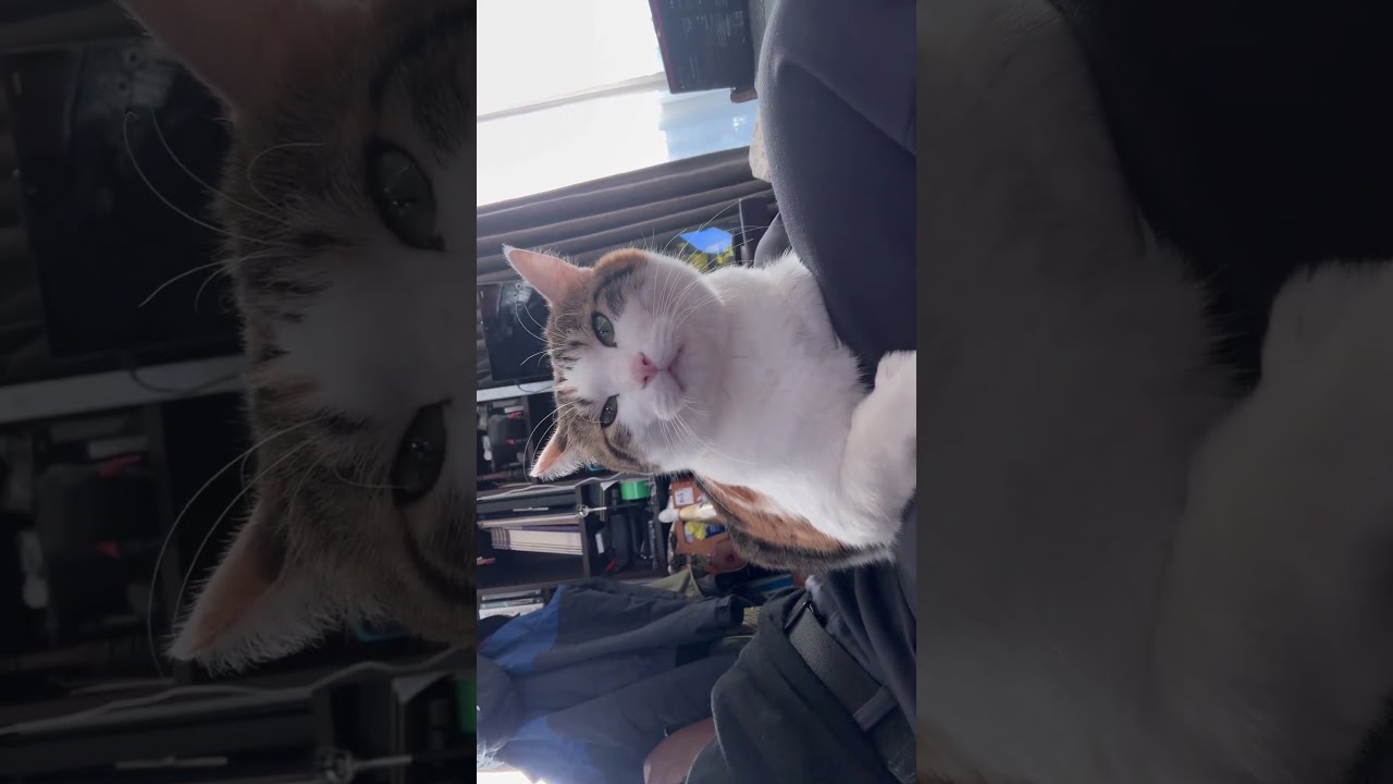 ミクのアゴ…  #ねこのいる暮らし  #ねこ動画  #ねこのいる生活