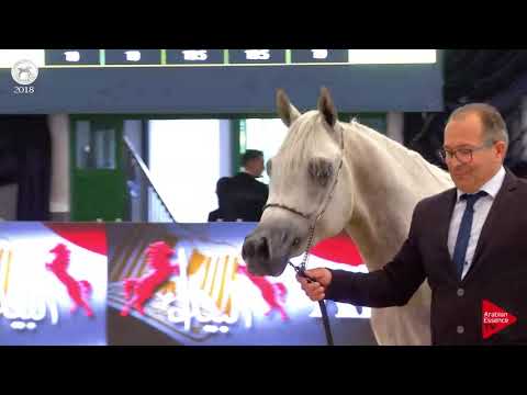 N.74 AARON DE PIGALL - SEWC 2018 - Junior Colts (Class 4B)