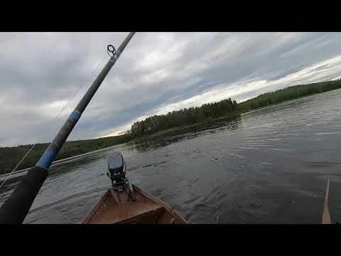 Tornionjoki 17.6.2021 Kauden avauskala