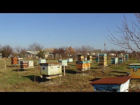 Зимние облёты на любительском точке, пасека