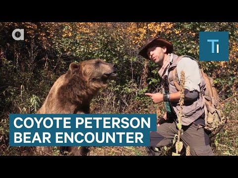 Coyote Peterson On What To Do If You Encounter A Bear In The Woods