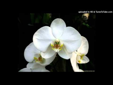 Today's Tango Is... Orquídeas a la Luz de la Luna - Francisco Canaro 07-06-1934