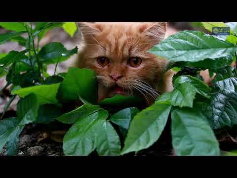 11 Best Outdoor Cats For Catching Mice