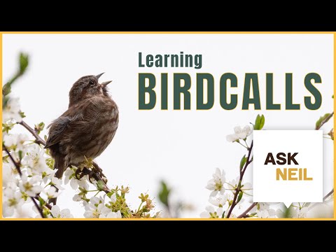How to Quickly Learn and Identify Birdcalls | #AskNeil