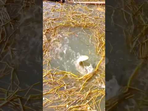 "Fasi fish in bansi… thodi fight, phir flight!" #youtubeshorts #shorts