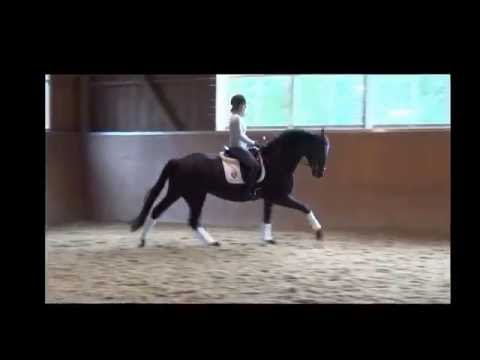 Soraya G - Stute 3 Jahre alt