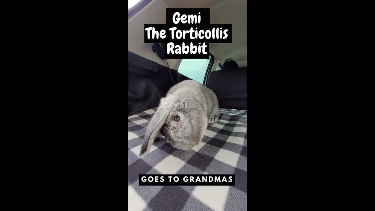 Gemi The Torticollis Rabbit Goes To Grandma's - 