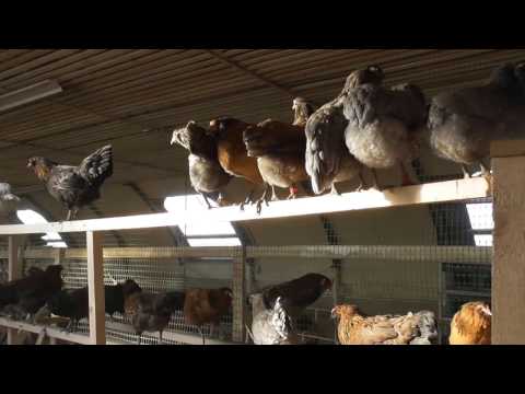 ミルワームを鶏に与えるにはどうすればよいですか?冬の健康上の利点はありますか?