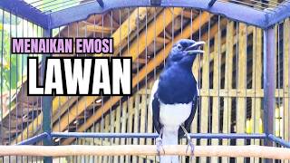Download lagu PANCINGAN KACER TERBAIK bikin Semua Jenis Kacer LANGSUNG KONSLET, Terapi Kacer Agar GACOR NGEPLONG mp3