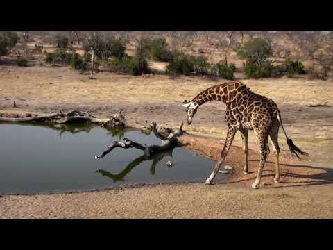 Djuma: Lone Giraffe gets a drink - 15:30 - 09/28/18