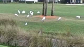 HOOCHIE KOOCHIE    MAN          JOHN HAMMOND.