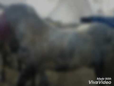 Armasar  sur de vanzare mai multe detali la 0744918788