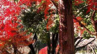 preview picture of video 'Tokorozawa Aviation Memorial Park'