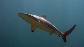 Shelly Beach: Dusky Shark, Fiddler Ray, Groper and Co